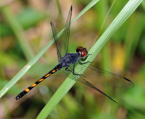 Female
2008_09_17_FL